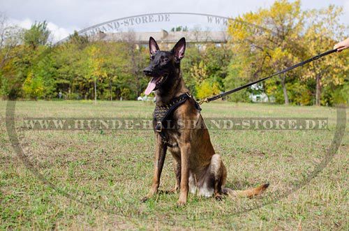 Hundegeschirr aus Leder für jeden Tag