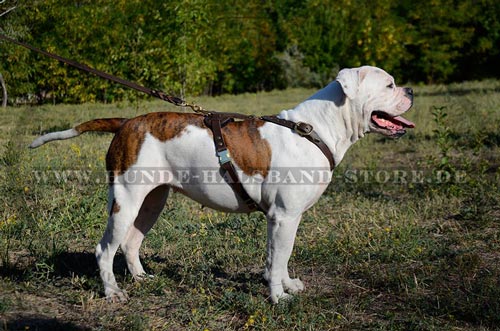 Hundegeschirr aus bearbeitetem Leder 