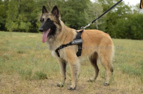 Tervueren Hundegeschirr mit Logos 