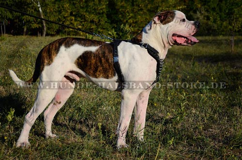 Hundegeschirr mit schoenen Spikes