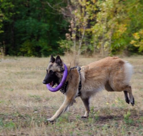 Hundegeschirr mit Spikes Dekor 