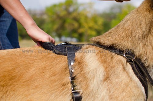 Hundegeschirr aus geoeltem Leder