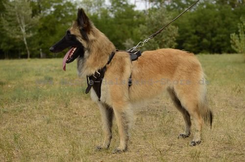 hochqualitatives Tervueren Hundegeschirr