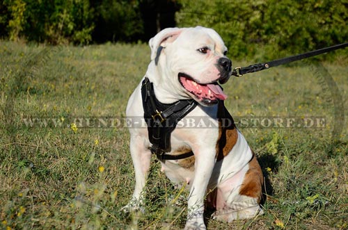 Klassisches amerikanische Bulldogge Geschirr