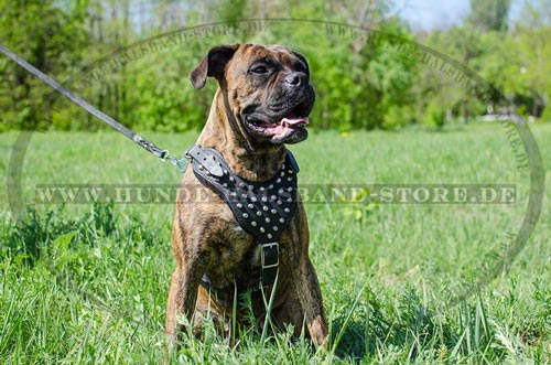 Hundegeschirr aus Leder für jeden Tag