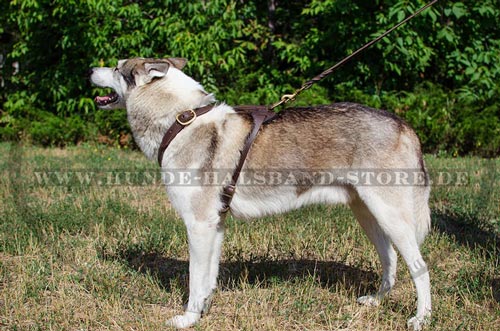 Hundegeschirr aus Leder für jeden Tag