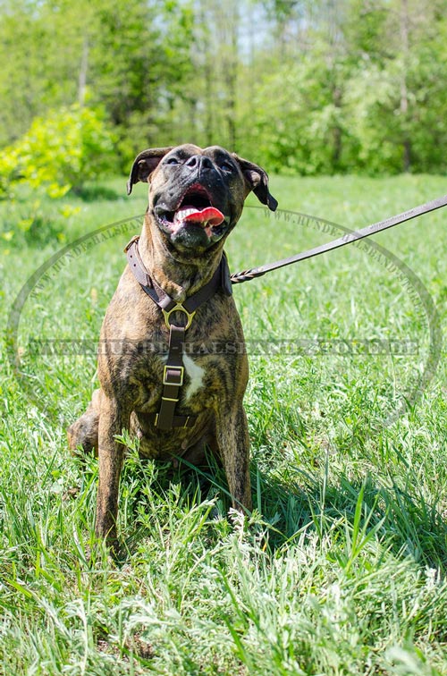 Hundegeschirr aus Leder für jeden Tag