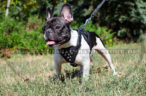 Hundegeschirr Leder für Französische Bulldogge