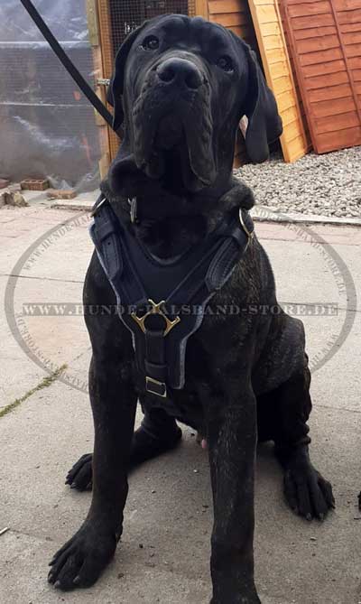 Hundegeschirr echtes Leder am Hund Cane Corso