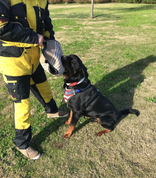 exklusives Hundegeschirr am Rottweiler title=