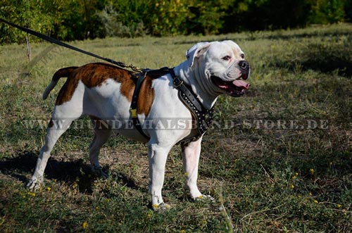 Hundegeschirr mit Altbronze betonten Nieten