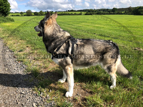 Hundegeschirr aus erstklassigem Leder