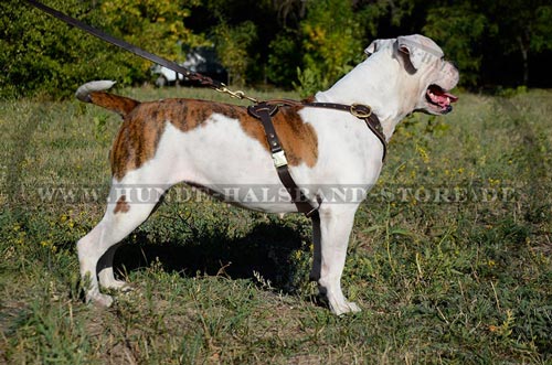 Hundegeschirr mit goldfarbigen Nieten