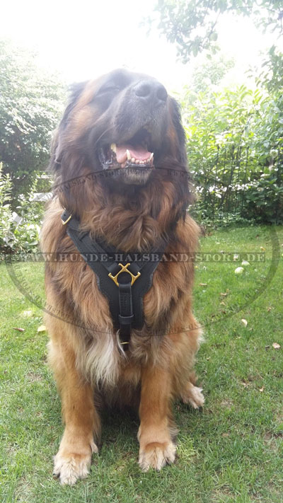  klassisches Ledergeschirr am Leonberger