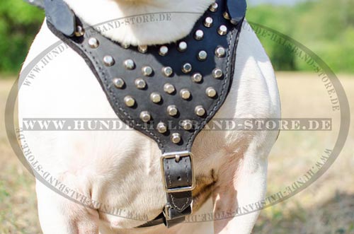 Hundegeschirr aus gefettetem Leder