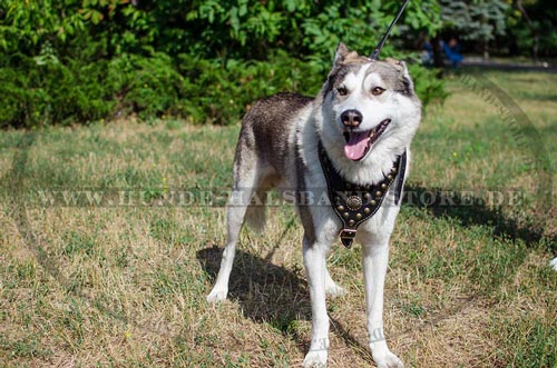 Hundegeschirr aus Leder für jeden Tag