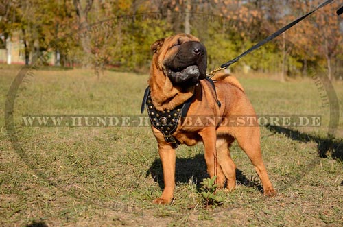 Hundegeschirr bequem fuer den Hund