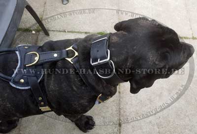 Hundegeschirr Leder am Hund Cane Corso