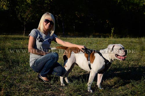 erstklassiges Hundegeschirr Hetz, Alttag und Training