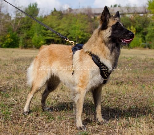 Brustgeschirr mit goldenfarbigen Spikes