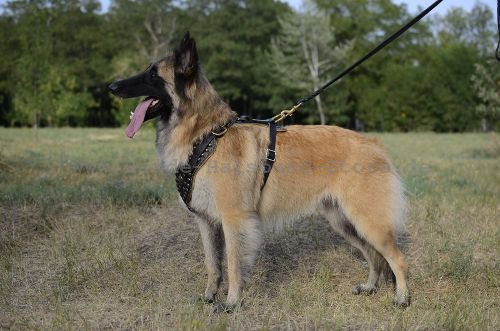 Brustgeschirr mit goldenfarbigem Zubehoer