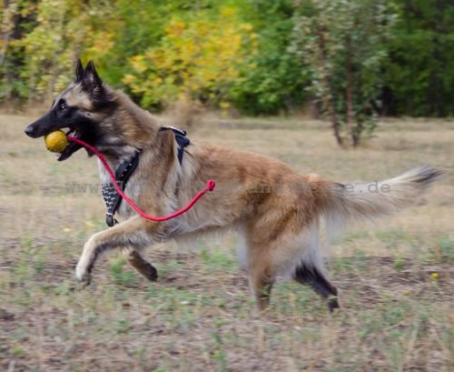 Hundegeschirr erstklassige Bearbeitung