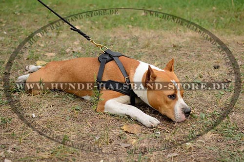 Hundegeschirr dick gepolstert mit Filz