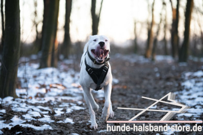 Brustgeschirr praktisch am Dogo-Argentino