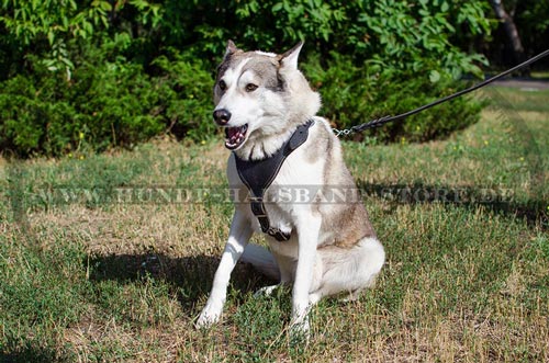 Hundegeschirr aus Leder für jeden Tag