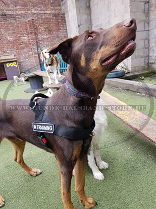 Nylon Geschirr am Dobermann 