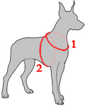 how to measure dog for harness