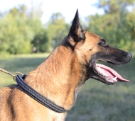 Dog Collar of Leather for Malinois, Adorned with Braid
