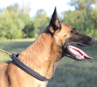 Hundehalsband Leder für Malinois, Verzierendes mit Zopf-Flechte