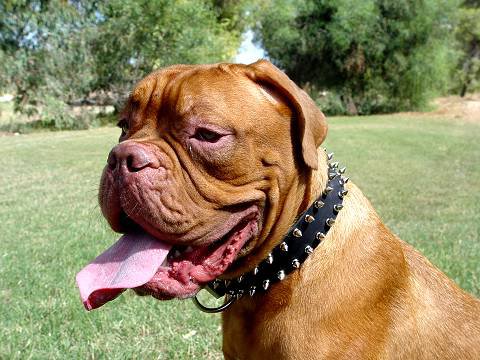 Dogue de Bordeaux Exclusive Wide Dog Collar 