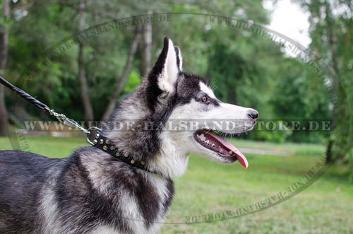 Studded Collar for Alaskan Malamute 