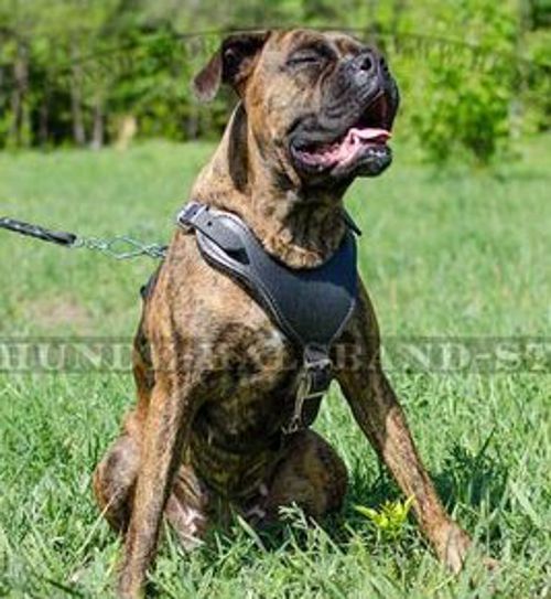 Praktisches Ledergeschirr für Deutscher Boxer