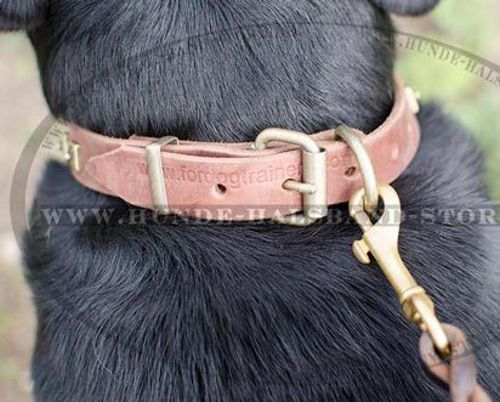 Nietenhalsband für Schweizer Sennenhund - zum Schließen ins Bild klicken