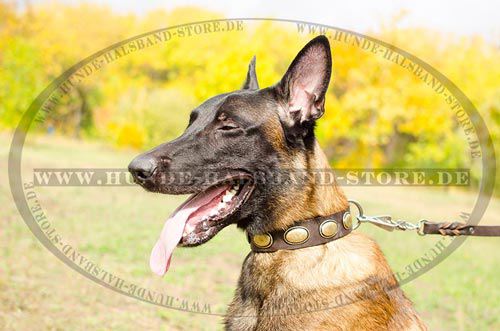 Lederhalsband für Malinois im "Retro-Stil"