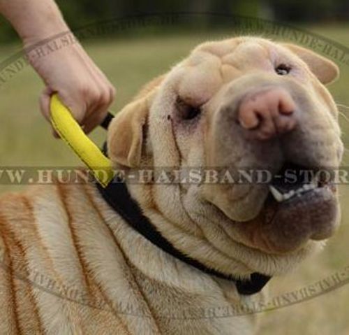 Nylonhalsband mit Handschlaufe für Shar-Pei