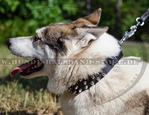 Super Lederhalsband mit Spikes für Husky✰✰✰