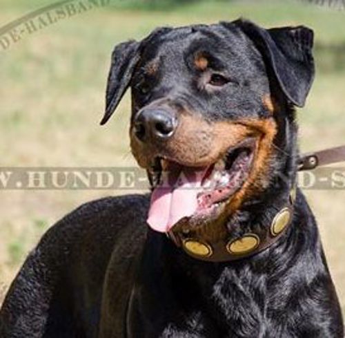 Retro-Stil Hundehalsband für Rottweiler