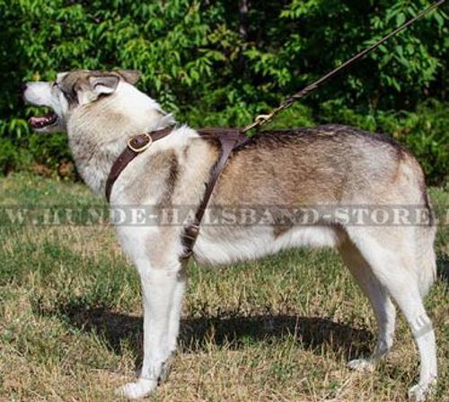 Perfektes Brustgeschirr aus Leder für Husky➄➄➄