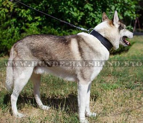 Super breites Lederhalsband gepolstert für Husky➄➄➄