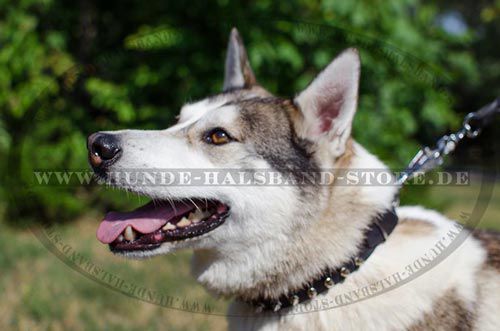 Bestseller Hundehalsband aus Leder mit Spikes exklusiv für Husky
