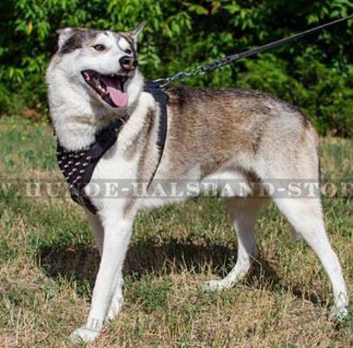 Ideales Brustgeschirr aus Leder mit Schmuck für Husky◬◬◬ - zum Schließen ins Bild klicken