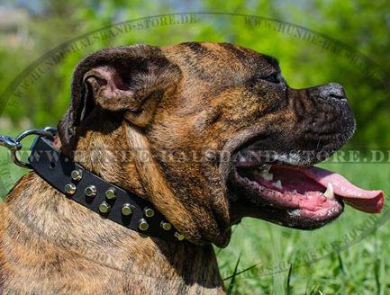 Nietenhalsband mit Pyramiden für Boxer✰✰✰ - zum Schließen ins Bild klicken