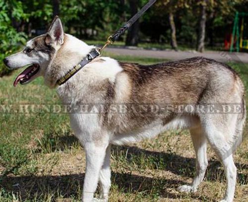 Lederhalsband mit rechteckigen Platten für Husky☆☆☆ - zum Schließen ins Bild klicken