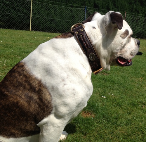 Bestseller Exklusives Hundehalsband aus Leder fuer American Bulldog - zum Schließen ins Bild klicken