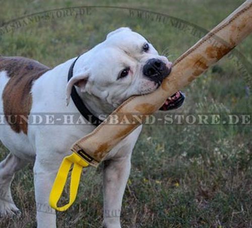 Beißwurst aus Leder für amerikanische Bulldogge - zum Schließen ins Bild klicken