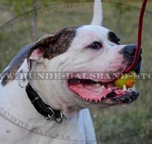 Gummiball mit Schnur für amerikanische Bulldogge - zum Schließen ins Bild klicken